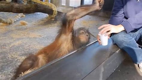 Orangutan reacts with laughter to magic trick